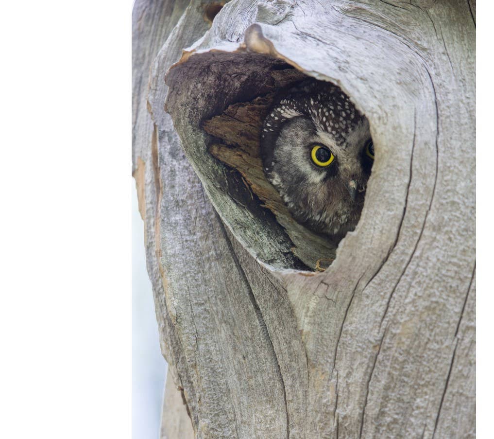 Owl: A Year in the Lives of North American Owls