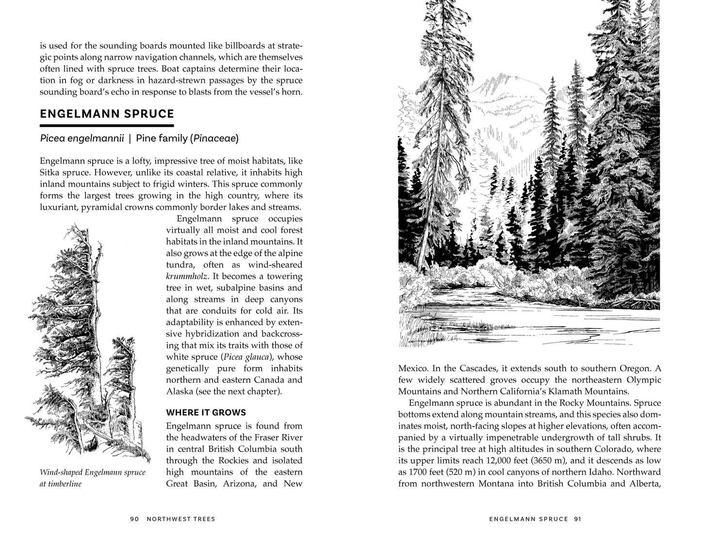 Northwest Trees, 2nd Edition