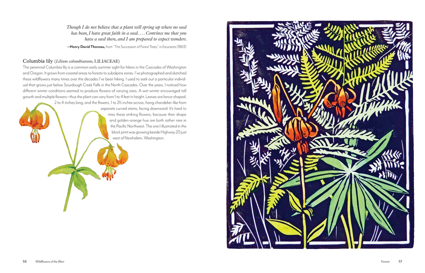 Wildflowers of the West: An Artist's Guide