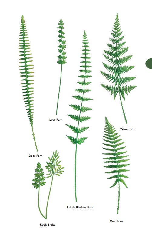 Field Guide to the Cascades and Olympics, 2nd Edition