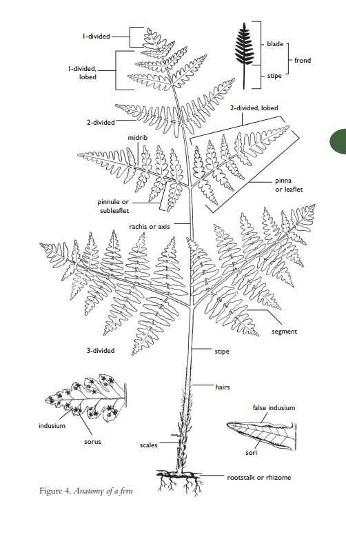 Field Guide to the Cascades and Olympics, 2nd Edition