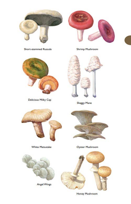 Field Guide to the Cascades and Olympics, 2nd Edition