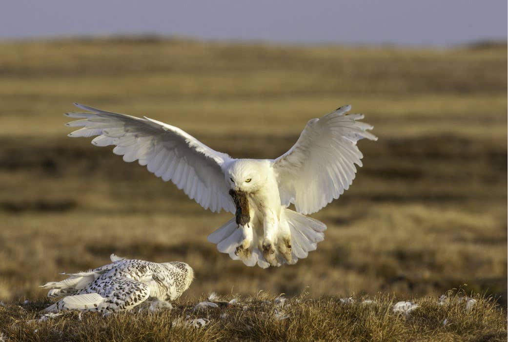 Owl: A Year in the Lives of North American Owls