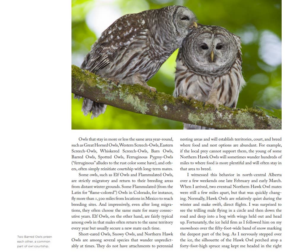 Owl: A Year in the Lives of North American Owls