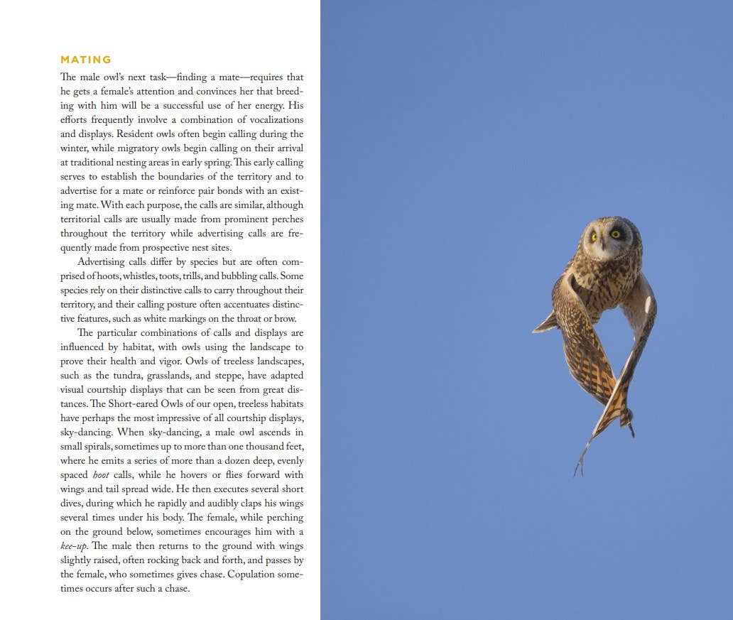Owl: A Year in the Lives of North American Owls